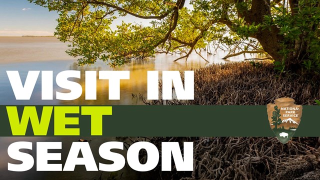 A tree with green leaves extends into a body of water.