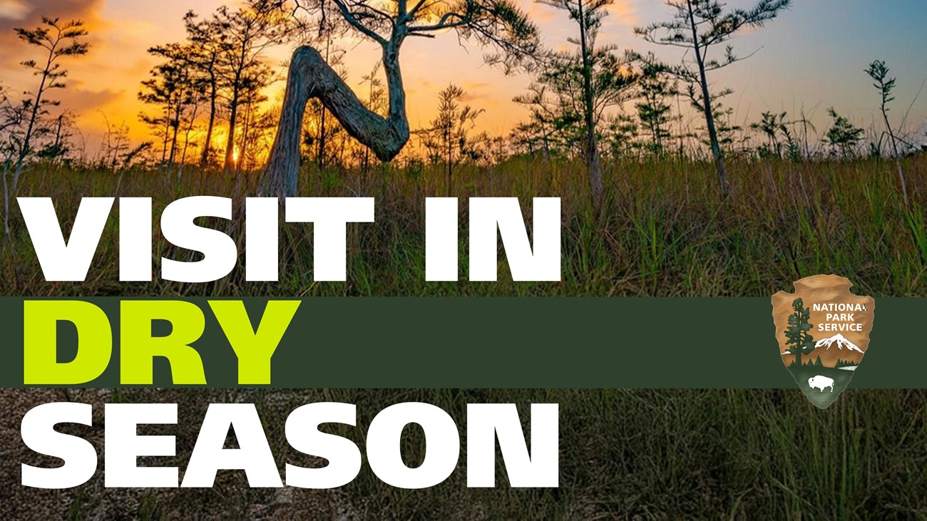 A vibrant orange and blue sunset behind a cypress "Z" tree.