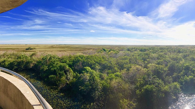 Virtually Experience the Everglades