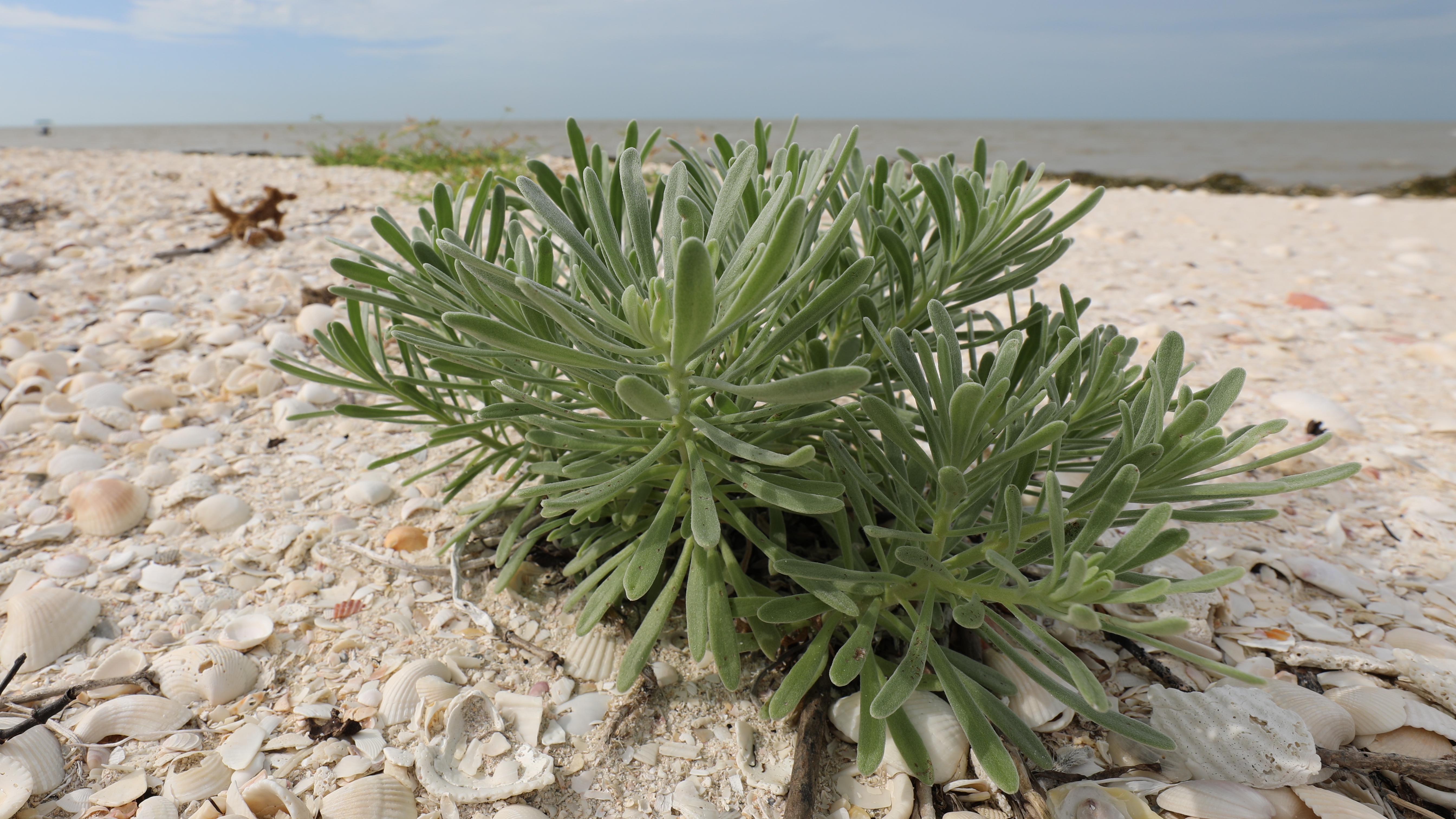 Succulent in the ground.