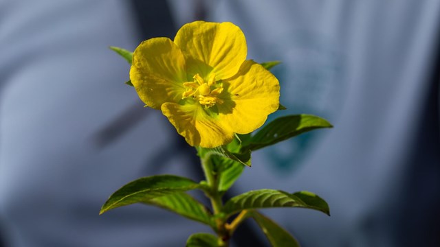 A close up of an invasive flower being examined by a scientist.