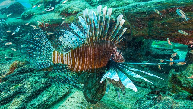 An underwater photo of a Lionfish.