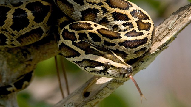 A photo of a Burmese python