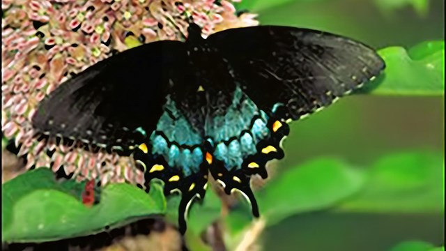 a photo of a spicebush swallowtail butterfly