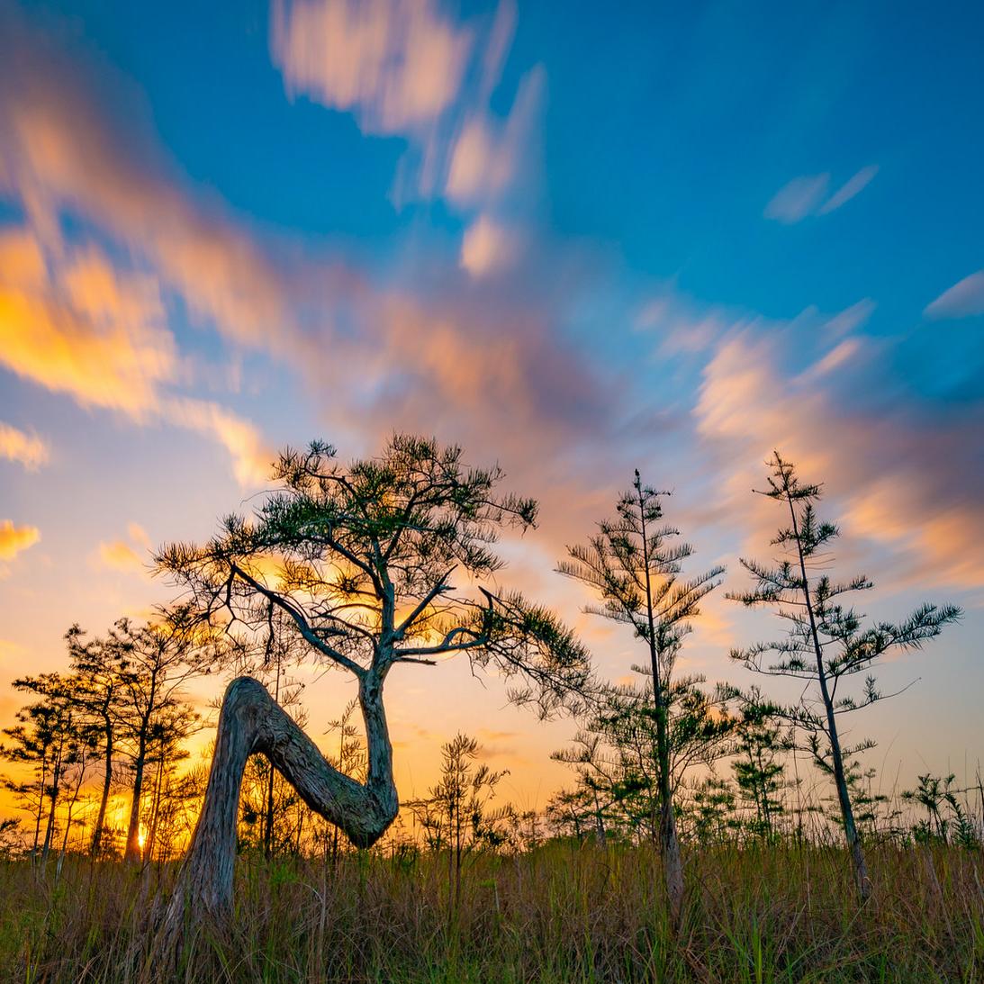 A vibrant orange and blue sunset behind a cypress 