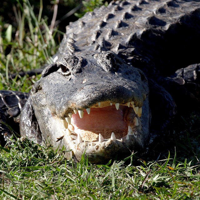 An adult alligator lays on the grass with its mouth open showing all its teeth. 