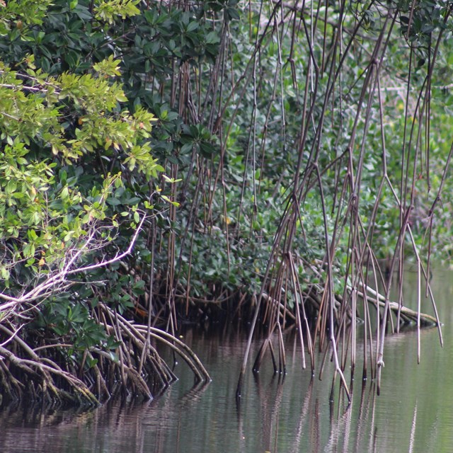 Red mangrove tress with green leaves standing in calm water. 