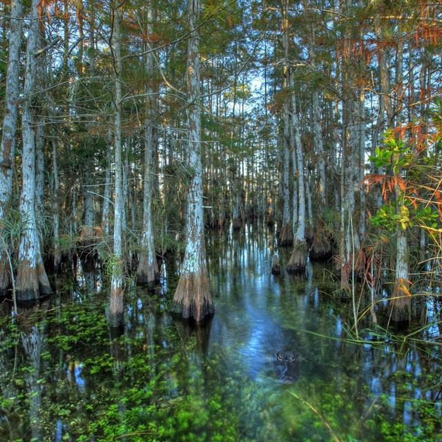 A copse of trees with brown and green needles in standing water with a dark alligator in it.