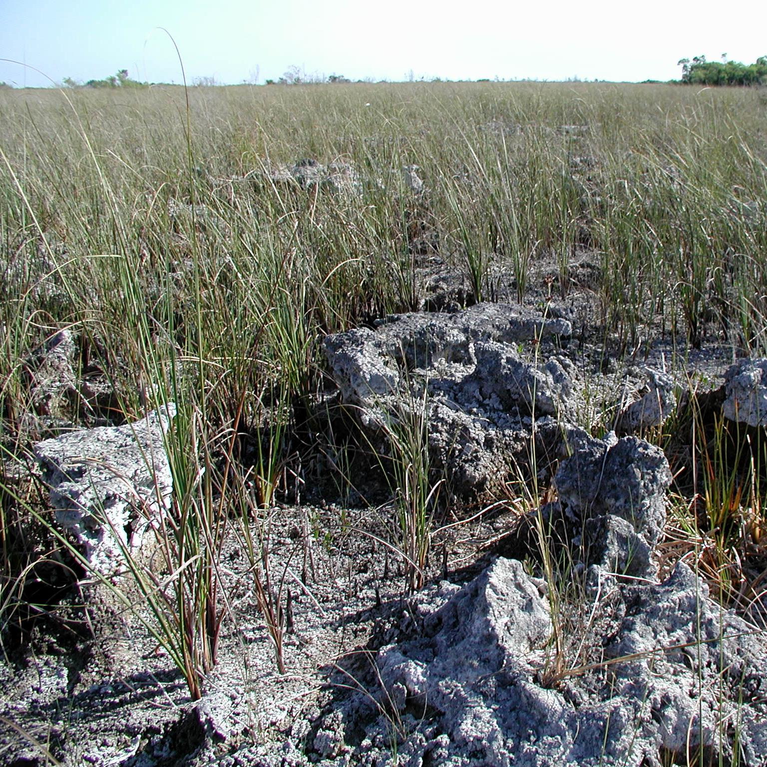 Exposed scraggly pale rock with sparse vegetation growing in and around it.