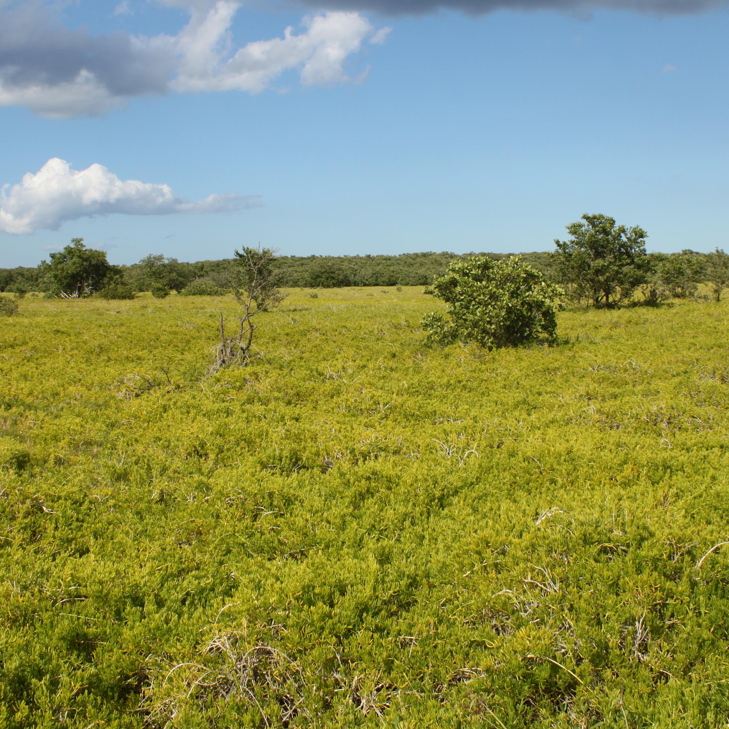A verdant green, lush prairie with a line of trees in the distance.
