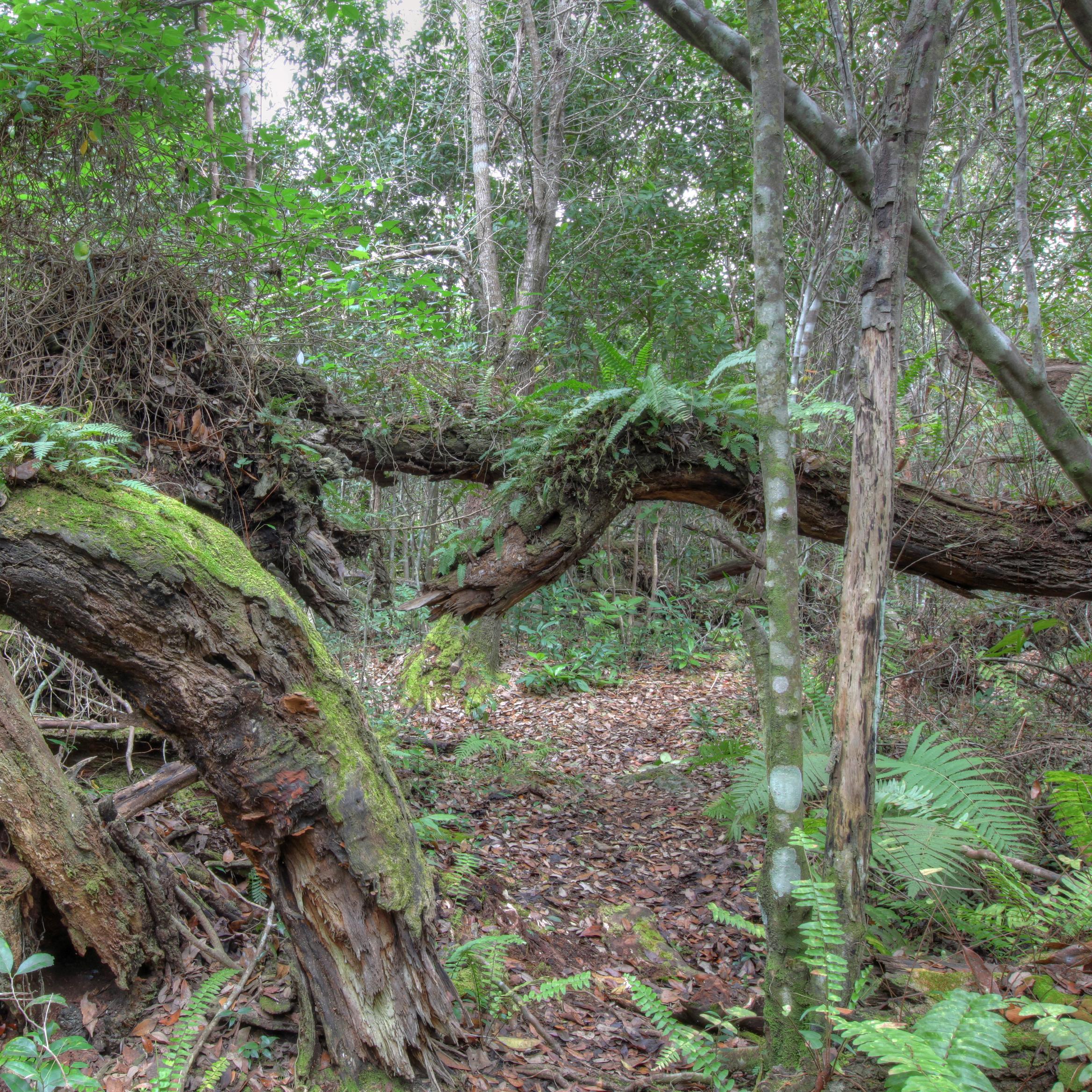 A view of the understory in a lush, green wooded area.