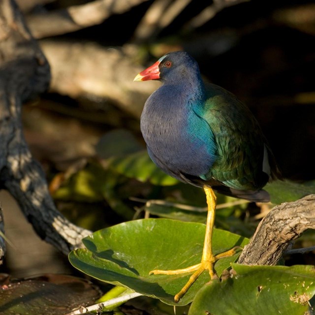 a colorful bird standing on a green leaf near water