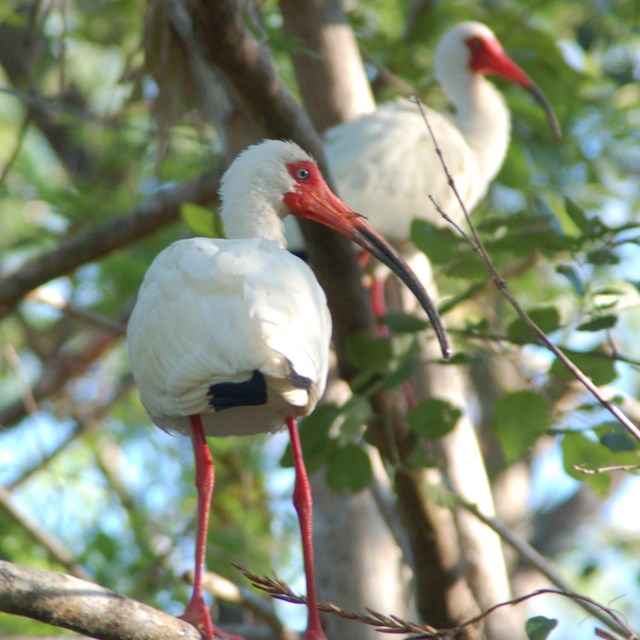 two white ibises stand in a tree