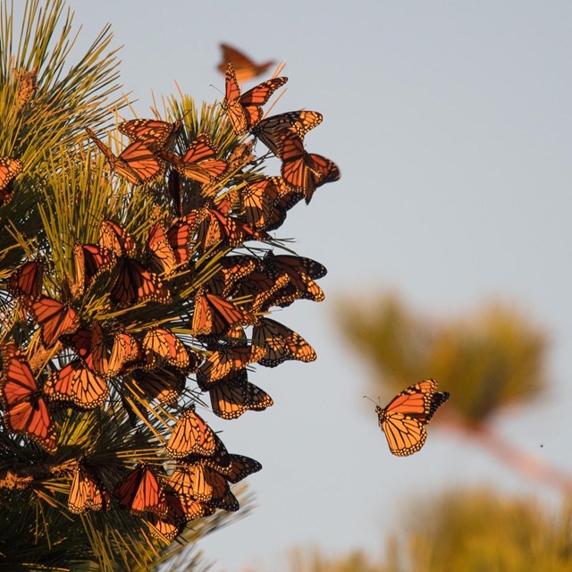 A group of Monarch butterflies come to roost on a pine tree branch.