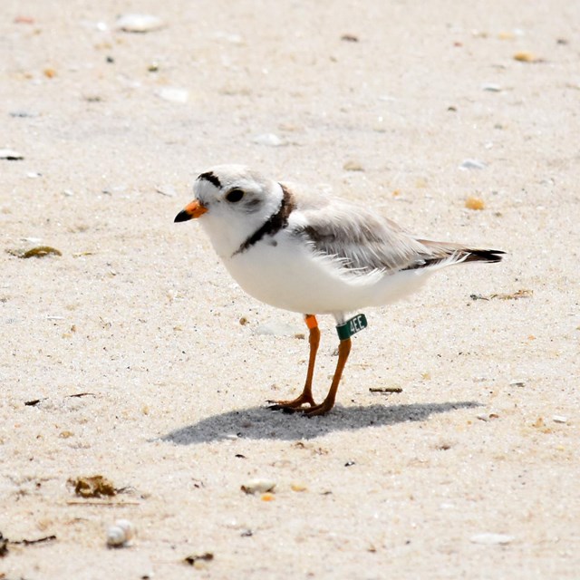An adult piping plover, a small shorebird, stands on a sandy beach.