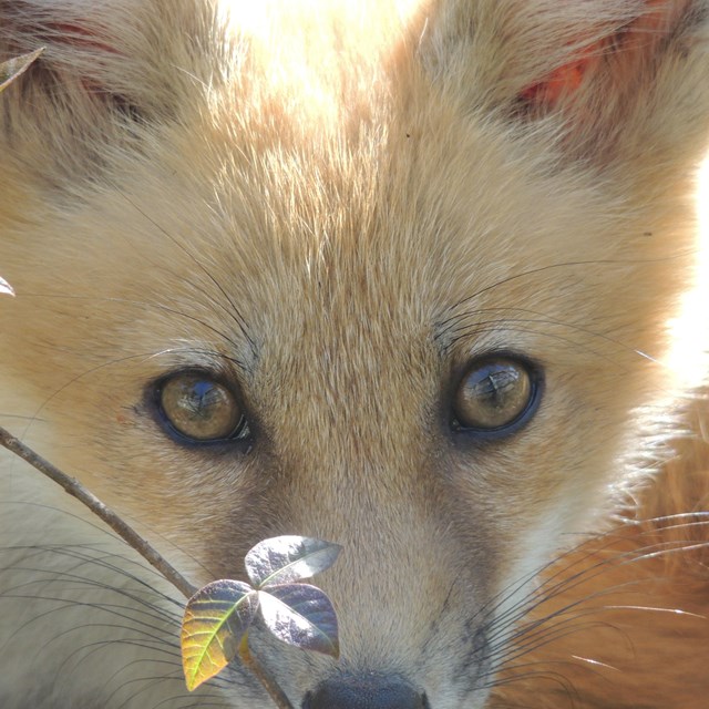 A red fox looks up at the camera from behind a small poison ivy leaf.