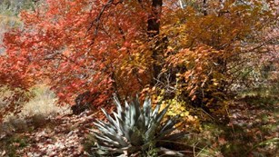Colorful autumn leaves behind a desert plant