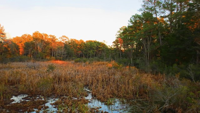 trees and swamp