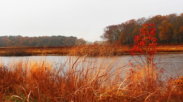 River running through wetlands with fall colors