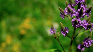 Blue vervain in bloom at St. Croix National Scenic Riverway