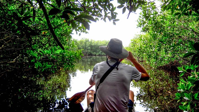 Paddler canoeing through mangroves