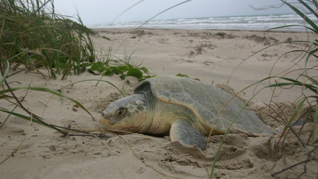 big sea turtle on the seashore