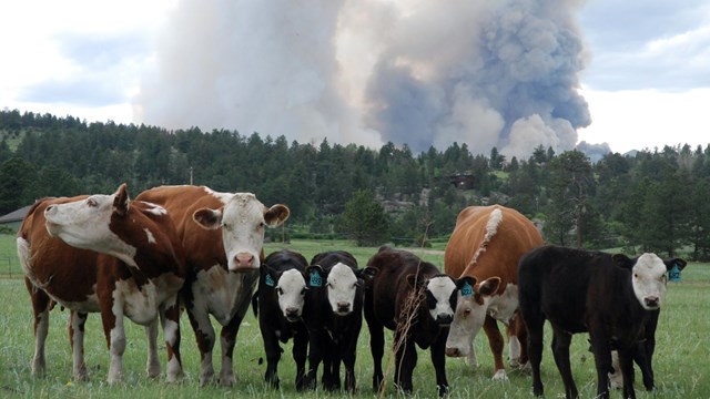 Cows in a field look at the camera, while a large plume of smoke rises in the background.