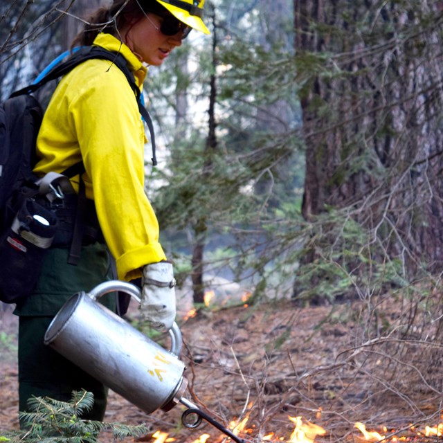 A firefighter uses a driptorch for prescribing fire. 