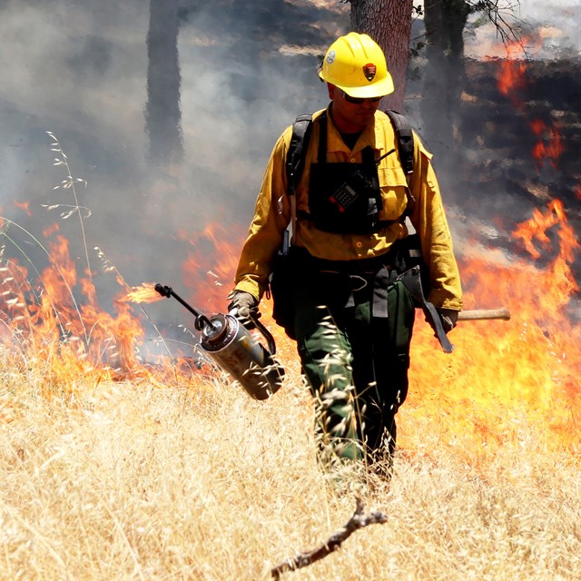 A firefighter uses a driptorch on a prescribed burn