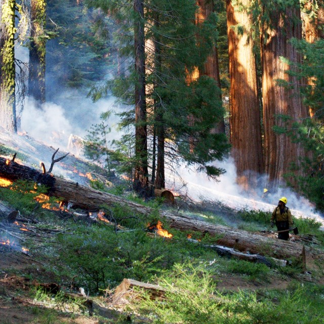 A firefighter studies the fire in a giant sequoia forest.