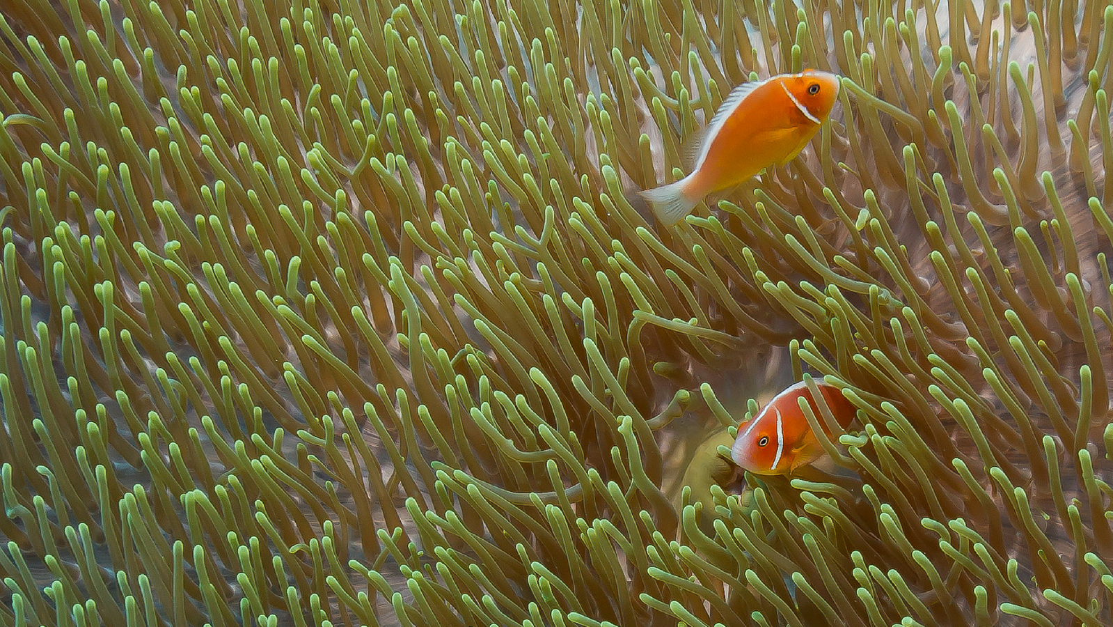 Fish in corals