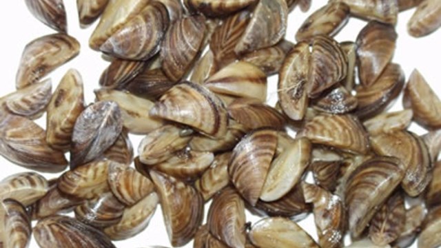 Zebra Mussels. 