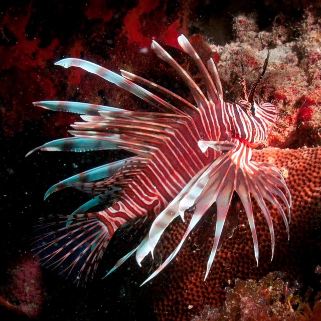 Lionfish in coral reef.