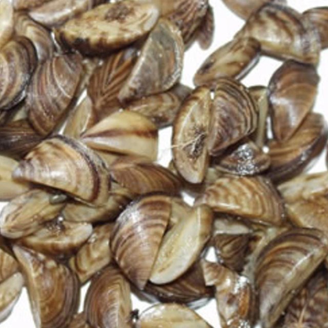 Zebra Mussels. 