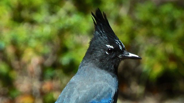 Stellar's Jay