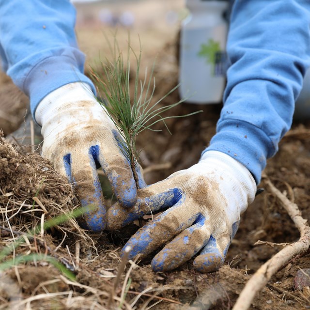 Gloved hands planting a tree seedling into soil.