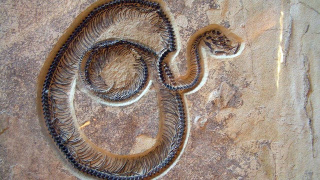 A coiled snake fossil Boavus idelmani with its head jutting to the right. From Green River Formation