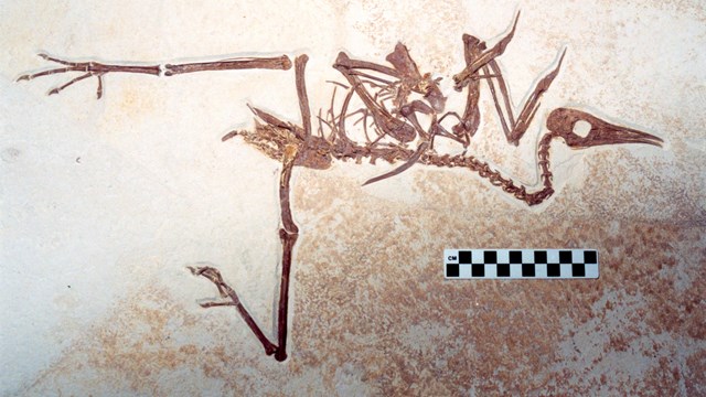 Fossil bird Pseudocrypturus cercanaxius with wings disarticulated above spine and legs spread apart.