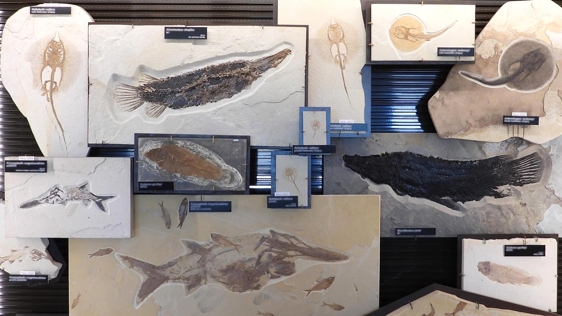 Exhibit featuring fossils of stingrays, gars, paddlefish, and bowfins.