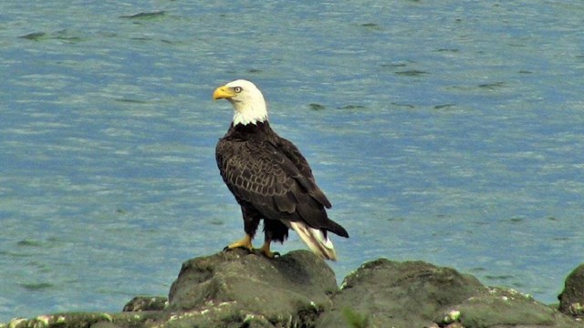 Bald Eagle standing on Coquina Rocks, at water's edge