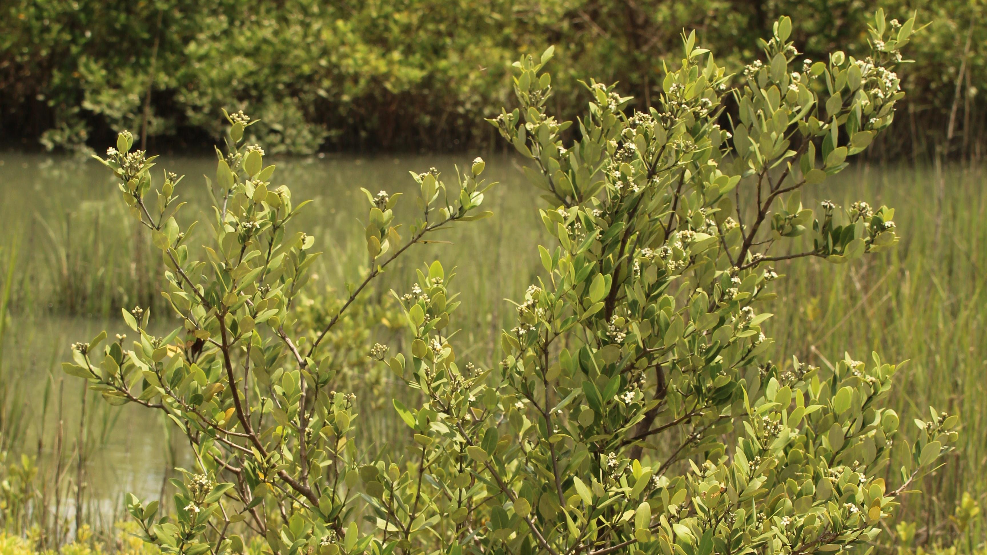 Mangrove shrub surrounded by a lush green marsh