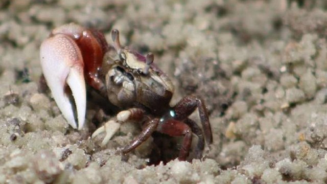 Fiddler Crab in a hole
