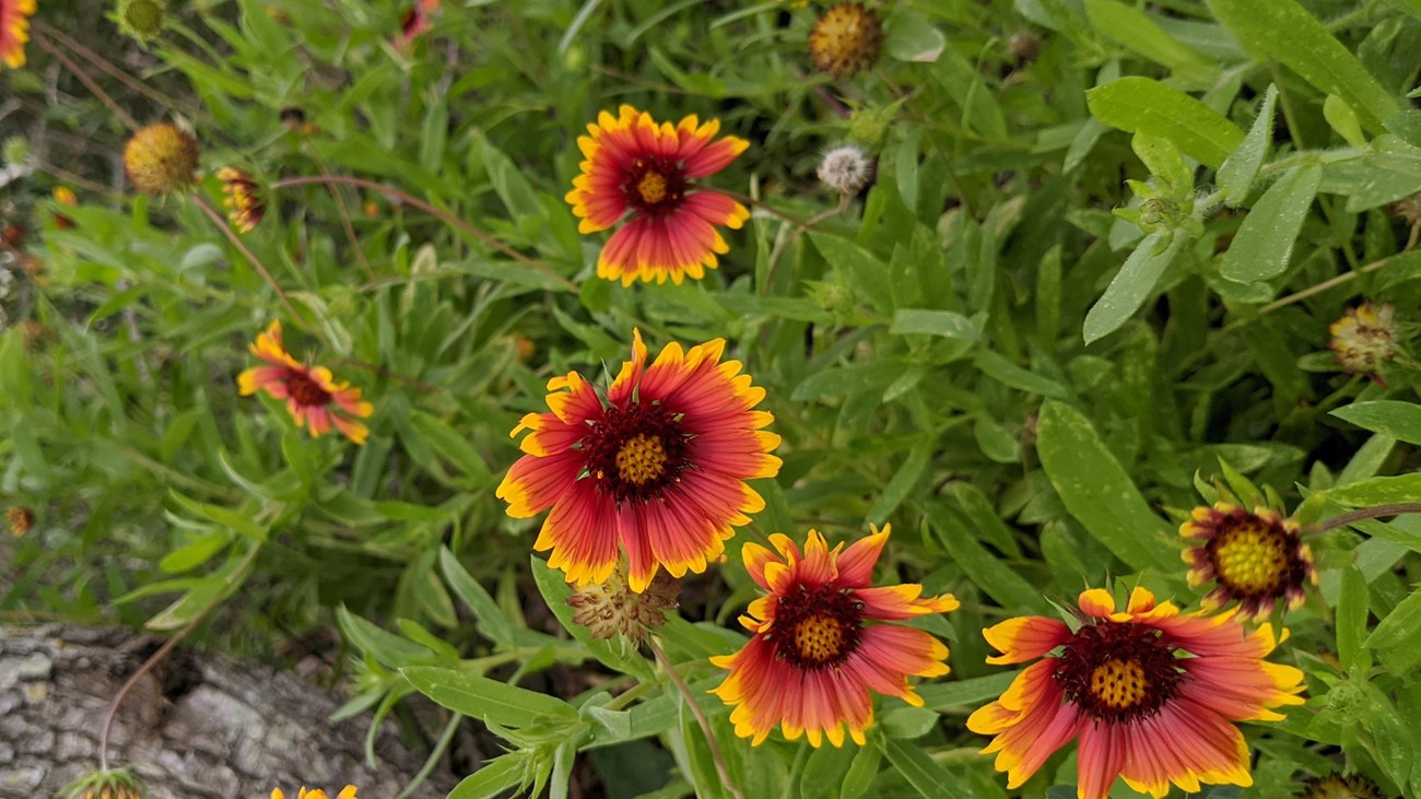 Image of wildflowers with vibrant colors, like red and yellow. 