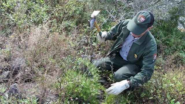 Park Ranger removing plants with a tool