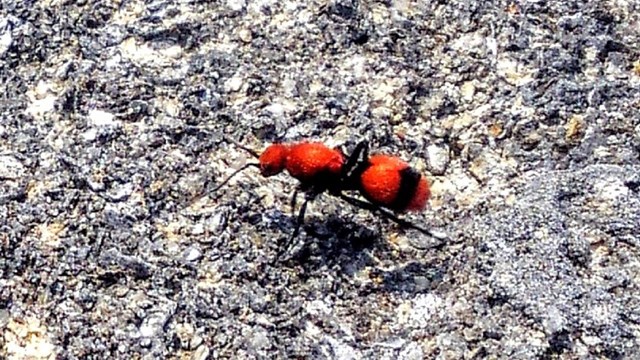 Velvet Ant on Coquina wall
