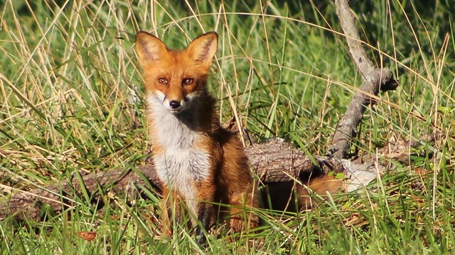 Red Fox (Vulpes vulpes) sitting in tall grass. 