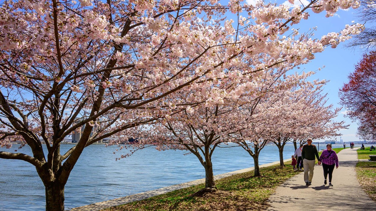 Cherry blossom trees along the water's edge with people walking a trail.