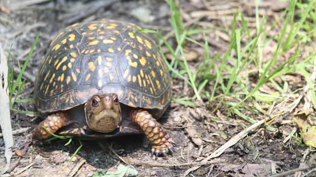 Eastern box turtle standing on a dirt path.