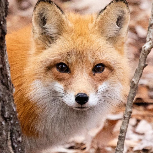 Fox hiding behind a tree