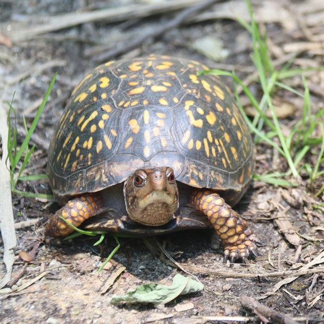 Eastern Box Turtle standing on a dirt path.